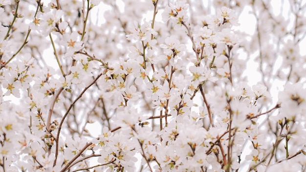 Een close-up van een boom met witte bloemen