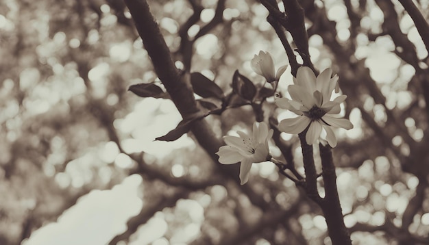 een close-up van een boom met witte bloemen