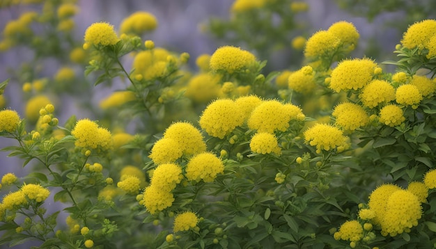 een close-up van een bos gele bloemen