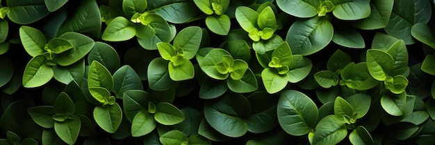 Een close-up van een bos groene bladeren