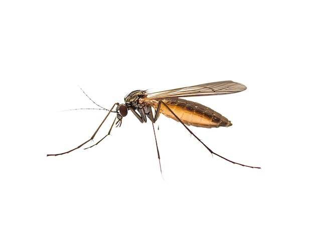 een close-up van een bug