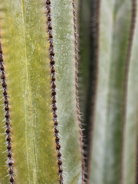 Een close-up van een cactus waarbij de stekels de stekels laten zien en de stekels zichtbaar zijn.