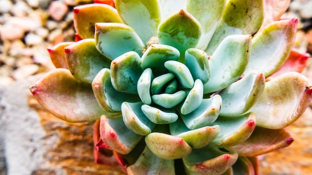 Een close-up van een cactusplant in een hoge hoek