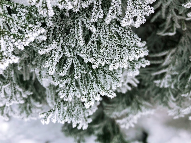 Foto een close-up van een dennenboom bedekt met sneeuw
