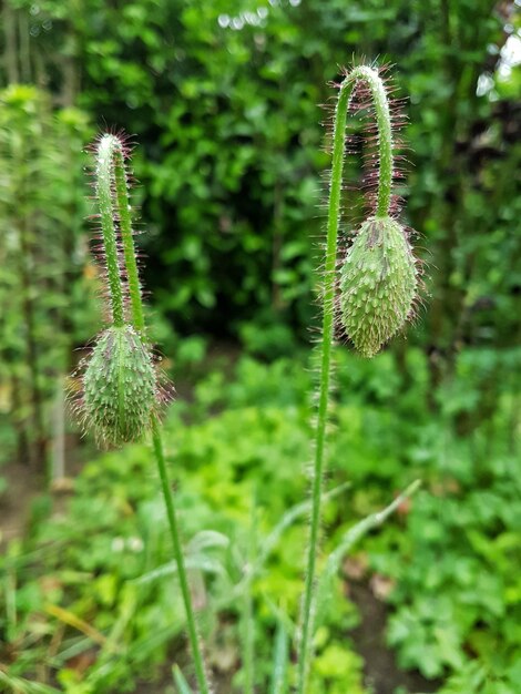 Foto een close-up van een distelboompje