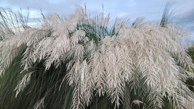 Foto een close-up van een fabriek