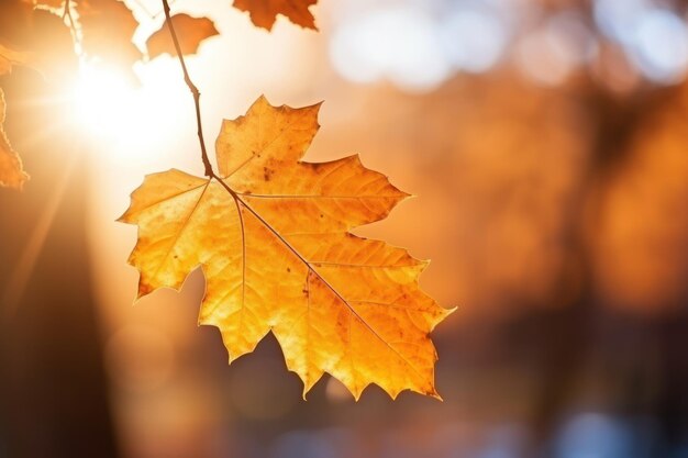 Foto een close-up van een geel herfstblad