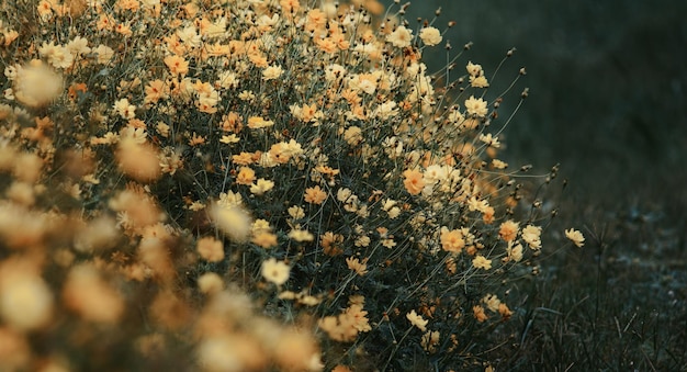 Een close-up van een gele bloem met het woord liefde erop