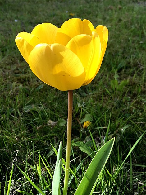 Foto een close-up van een gele bloem