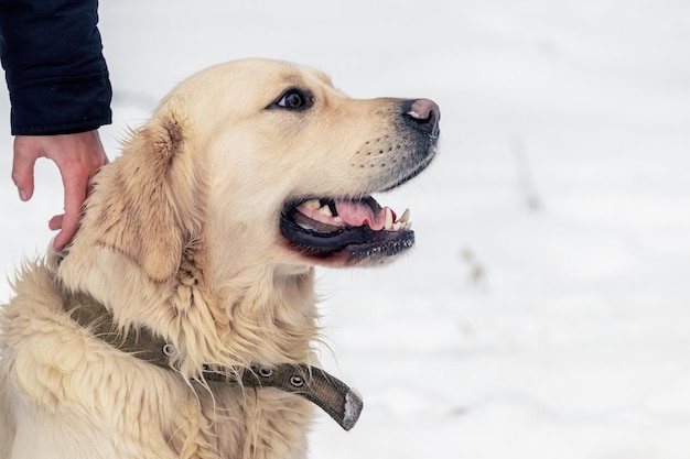 Een close-up van een golden retriever-hond in de buurt van zijn eigenaar een man houdt een hond vast bij de halsband