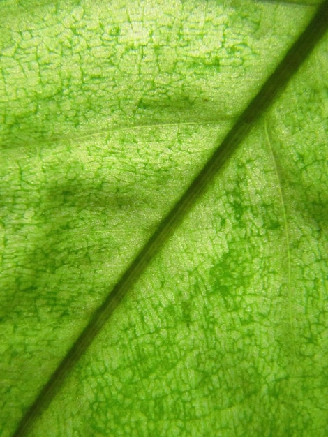 Een close-up van een groen blad met een groen gedeelte.