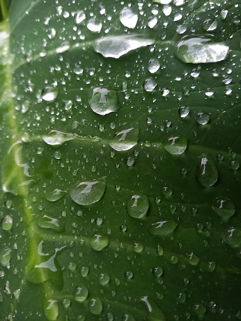 Een close-up van een groen blad met waterdruppels erop