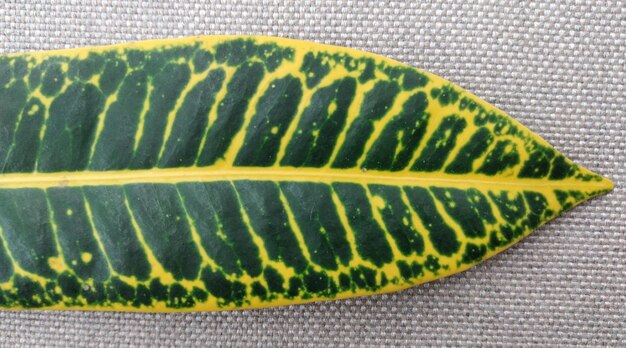 Een close-up van een groen en geel gevarieerd blad van de crotonplant