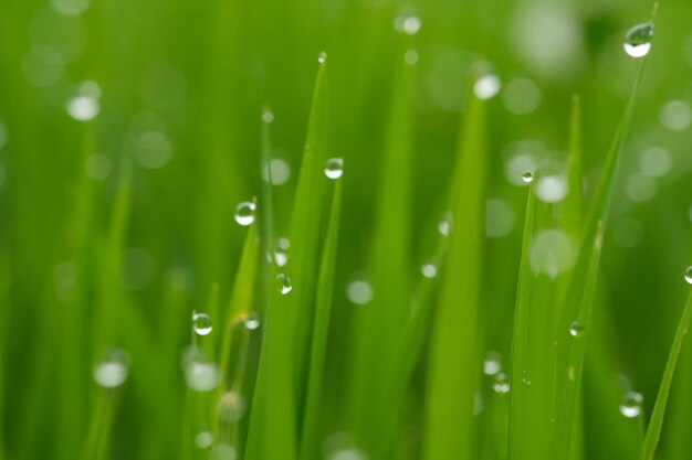 Een close-up van een groen gras met dauwdruppels erop.