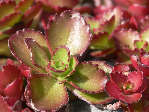 Foto een close-up van een groene en rode plant waar de zon op schijnt.