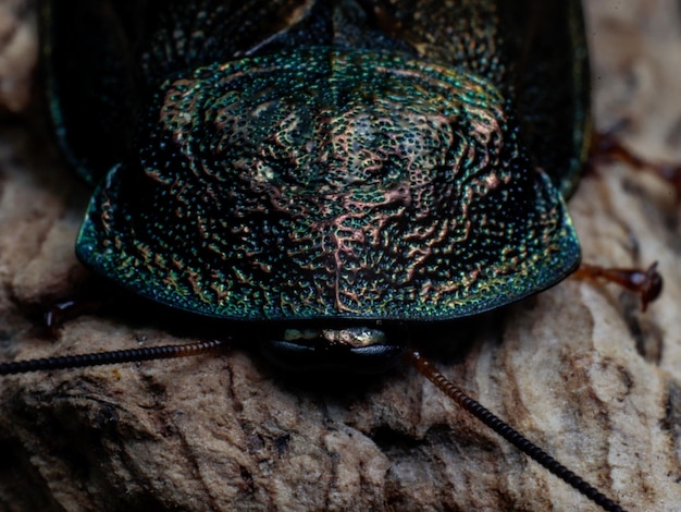 Een close-up van een groene kever met een blauw gezicht