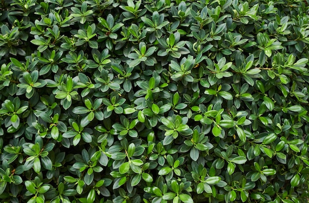 Een close-up van een groene plant met de bladeren van een plant