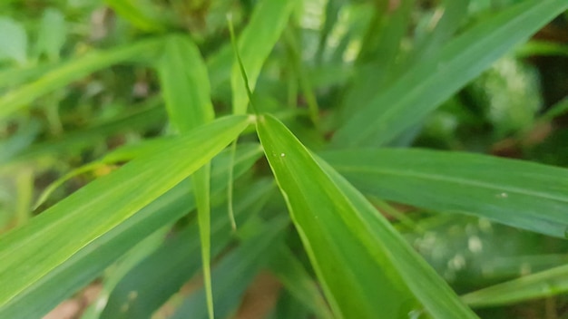 Een close-up van een groene plant met een blad waarop een insect zit.