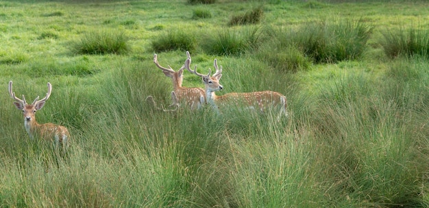 Een close-up van een groep Chitals in een veld bedekt met gras overdag