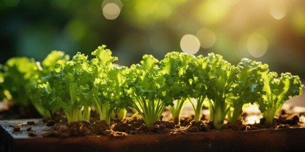 Een close-up van een groep groene planten Groene salade in een kas