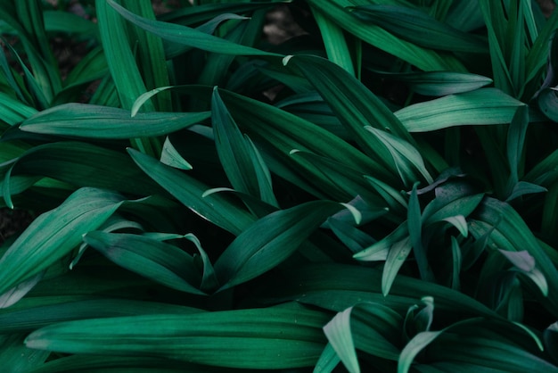Een close-up van een hoop groene bladeren.