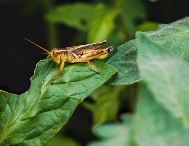 Een close-up van een insect op een blad tegen een wazige achtergrond