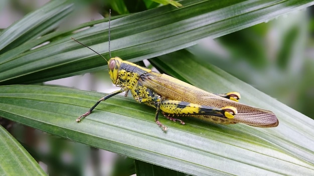 Een close-up van een insect op een blad