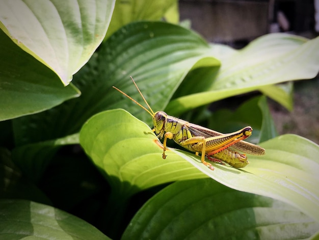 Een close-up van een insect op een blad