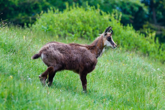 Een close up van een jonge gemzen uit de Italiaanse Alpen, Rupicapra Rupicapra