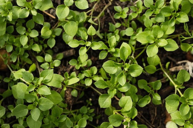 Een close-up van een jonge groene plant in een tuin