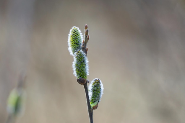 Een close-up van een klein wilgentakje met pluizige toppen