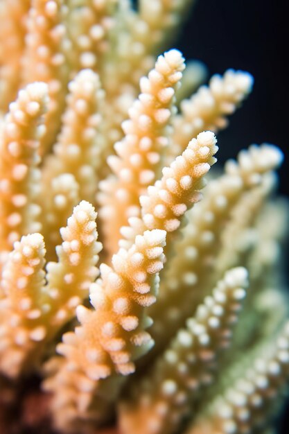 Een close-up van een koraal met het nummer 2 erop