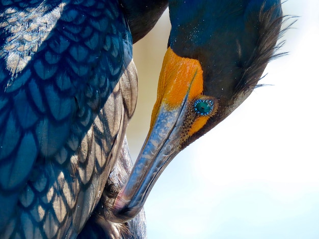 Foto een close-up van een kormoran