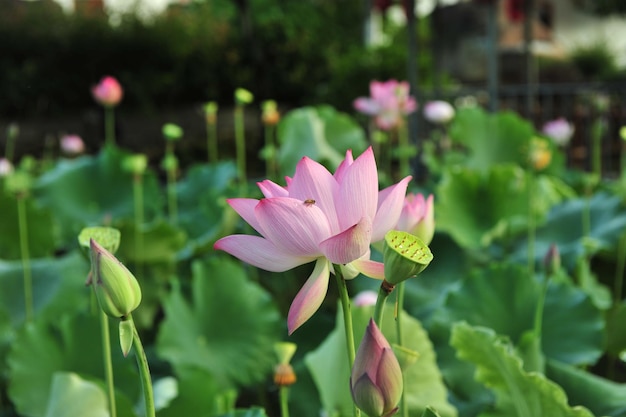 Een close-up van een lotusbloem in een tuin