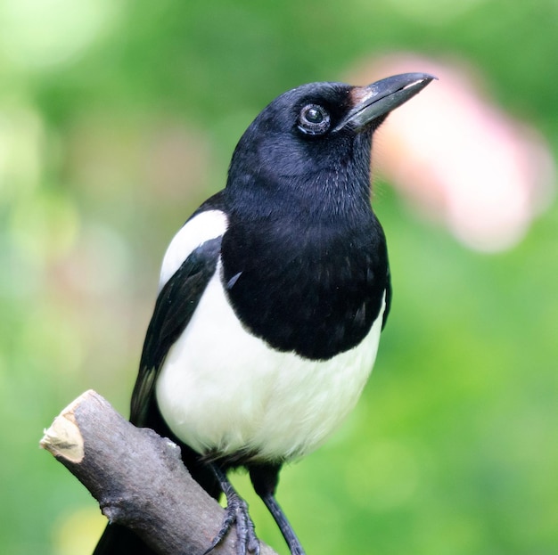 Een close-up van een magpie