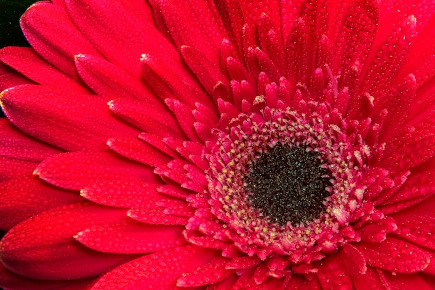 Een close-up van een mooie rode gerbera bloem Natuur achtergrond