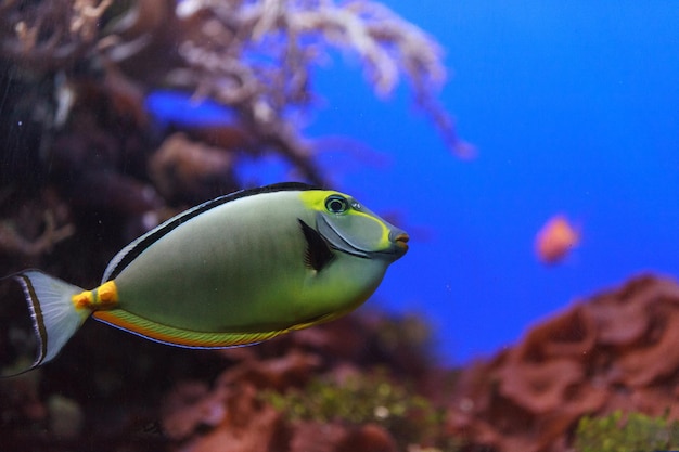 Een close-up van een naso tang in het water