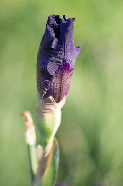 Een close-up van een paars violet fluwelen baardiris met een ondiepe scherptediepte