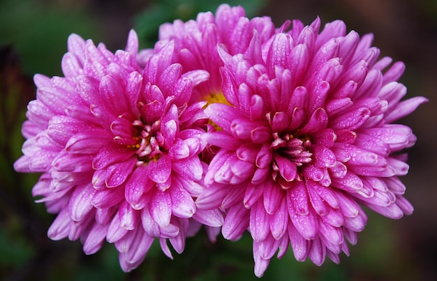 Een close-up van een paarse bloem met het woord chrysant erop