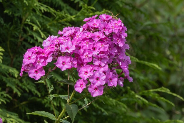 Foto een close-up van een paarse bloem met het woord vuur erop