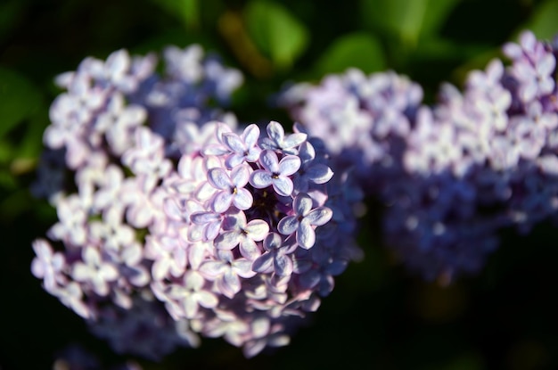 Een close-up van een paarse bloem met kleine paarse bloemen