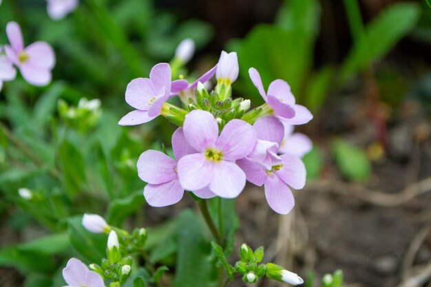 Een close-up van een paarse bloem