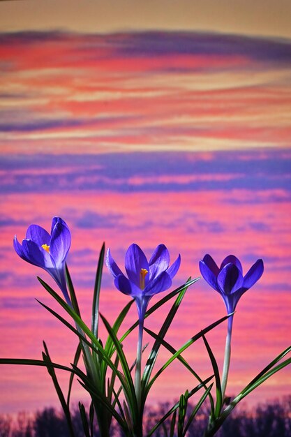 Foto een close-up van een paarse krokus die in de tuin groeit bij zonsondergang