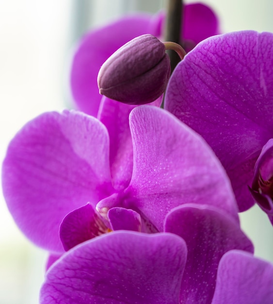 Een close-up van een paarse orchideebloem