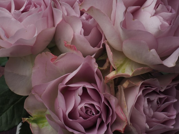 Een close-up van een paarse roos met het woord roos erop
