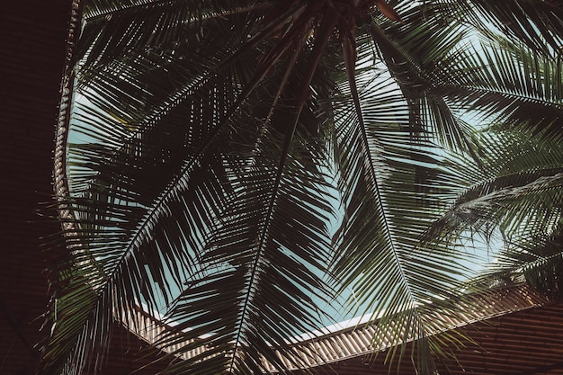Een close-up van een palmboom in een lage hoek
