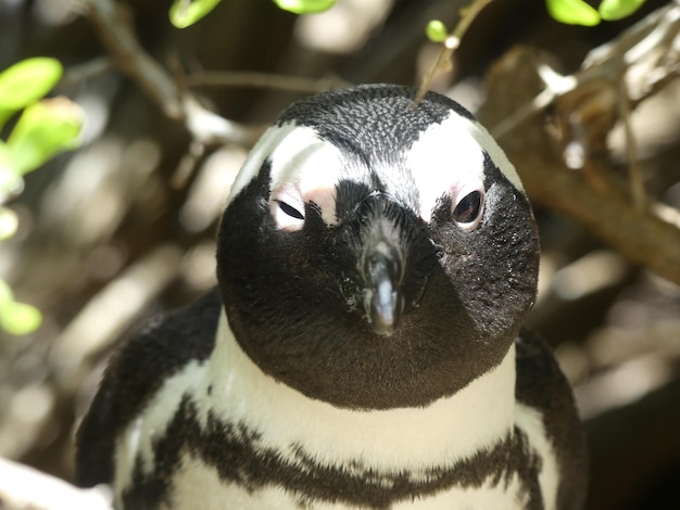 Foto een close-up van een pinguïn.