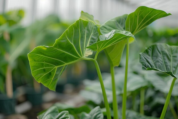 Een close-up van een plant in een kas