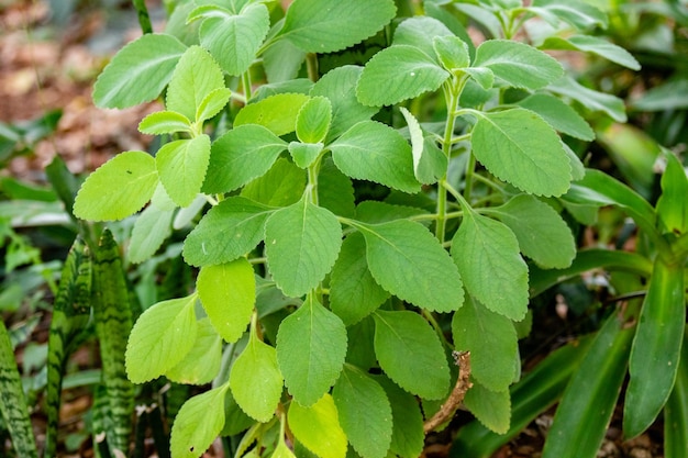 Een close-up van een plant met bladeren waarop 'aloe' staat