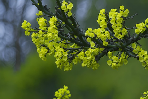 Een close-up van een plant met bloemen